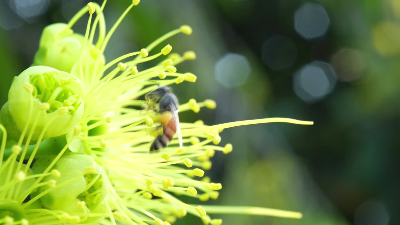 蜜蜂飞在黄花上采集花粉。蜜蜂在自然的绿色模糊背景中飞过黄花。视频素材