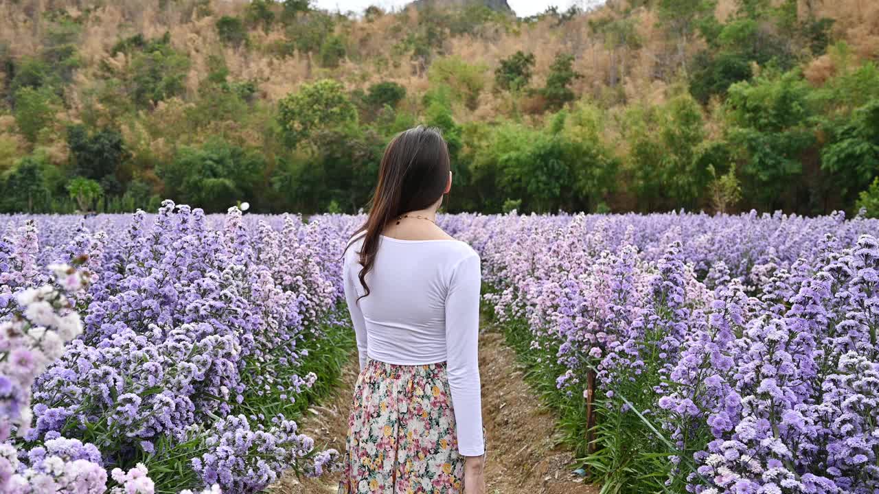 快乐年轻的亚洲女人走和触摸紫色玛格丽特花在花园里视频素材