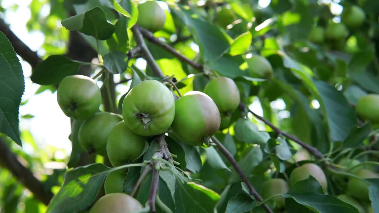 花园里的树枝上挂着绿苹果。收获有机水果视频素材