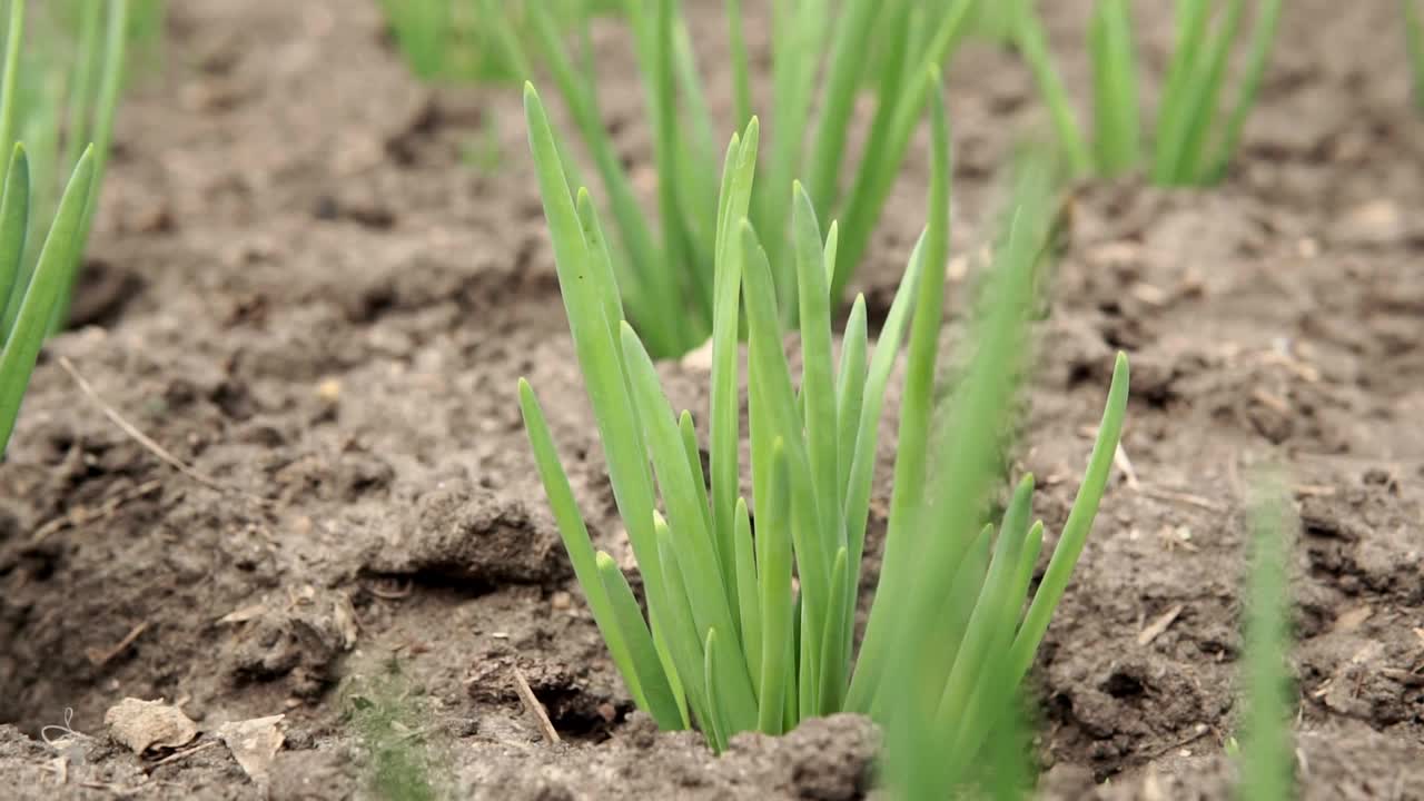 青葱长在土床上。在有机农场种植蔬菜视频素材