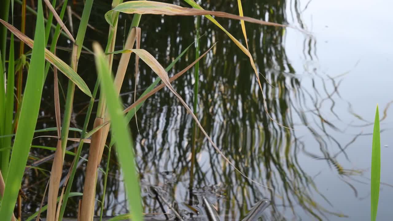 芦苇生长在河流沼泽，以水面为背景视频素材