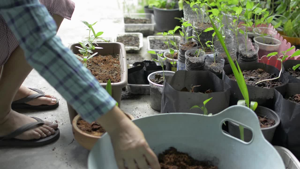 妇女在家里挖堆肥土，在花盆里种幼苗。有机园艺。视频素材