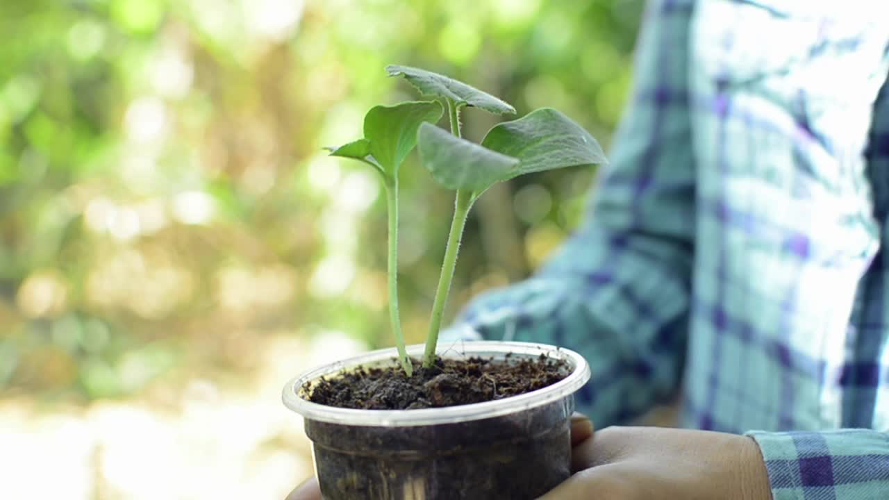 女园丁抱着幼苗植物生长在重复使用的塑料杯在花园里。植物护理。环境保护。视频素材