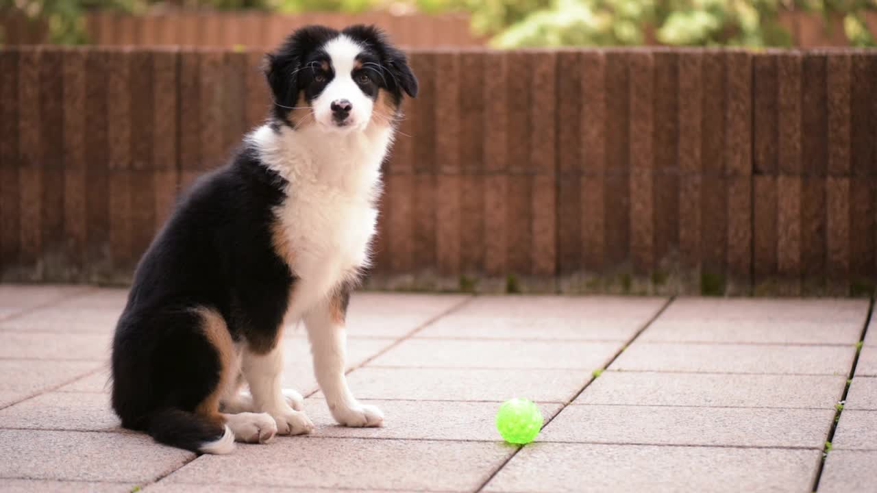 澳大利亚牧羊犬的小狗视频素材