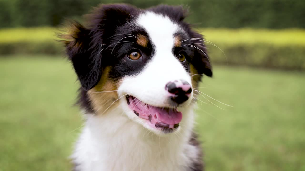 澳大利亚牧羊犬的小狗视频素材