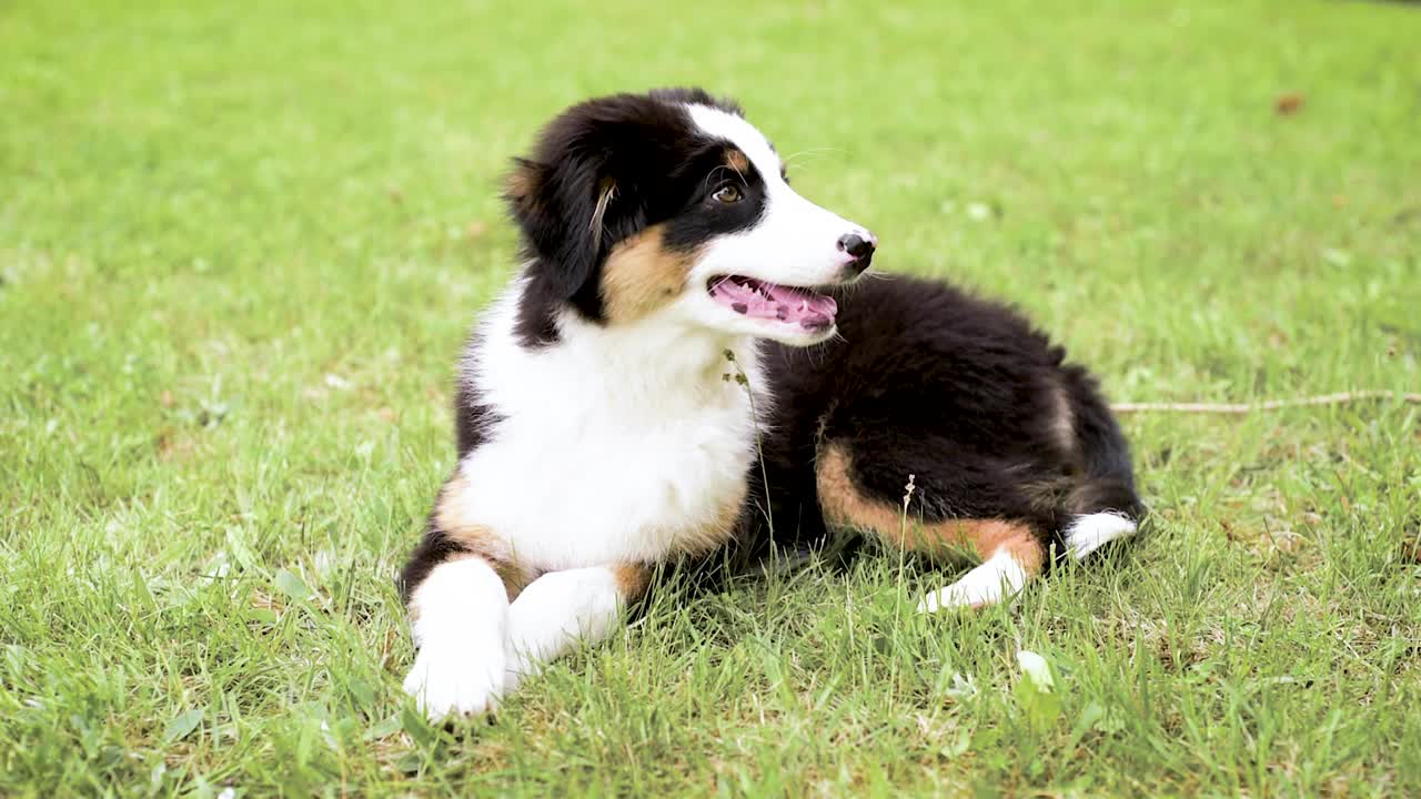 澳大利亚牧羊犬的小狗视频素材