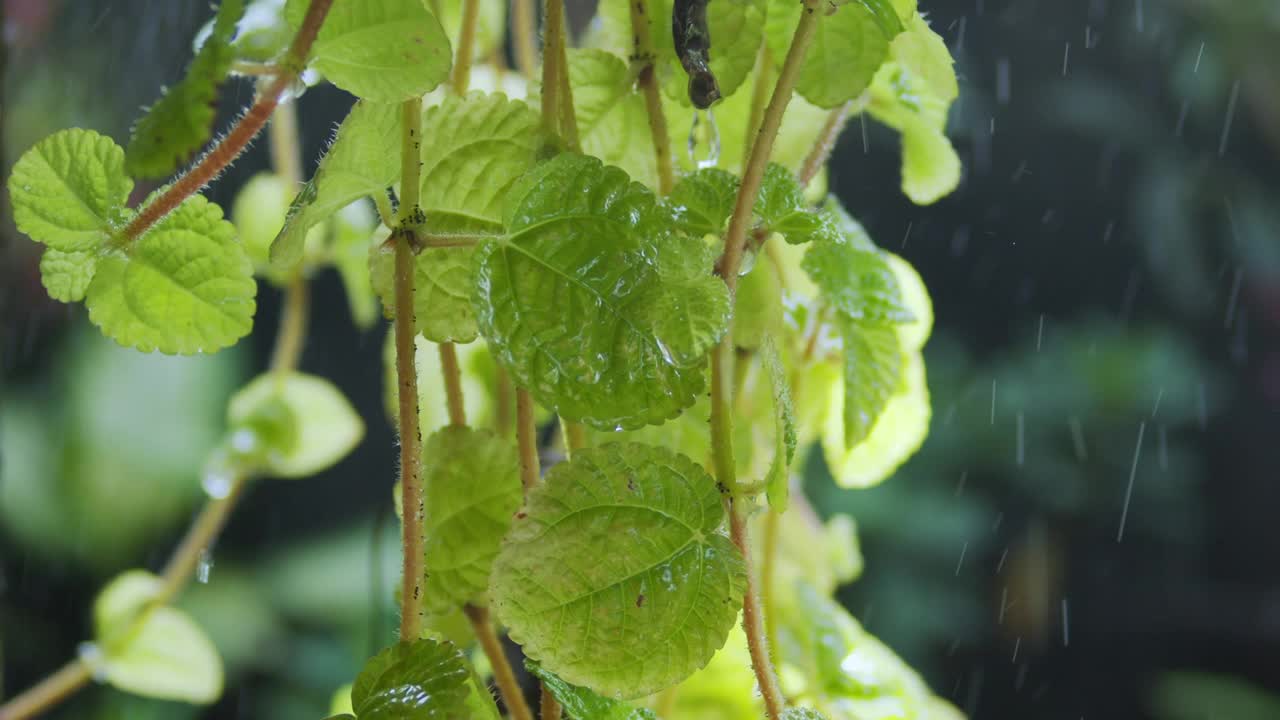 雨视频素材