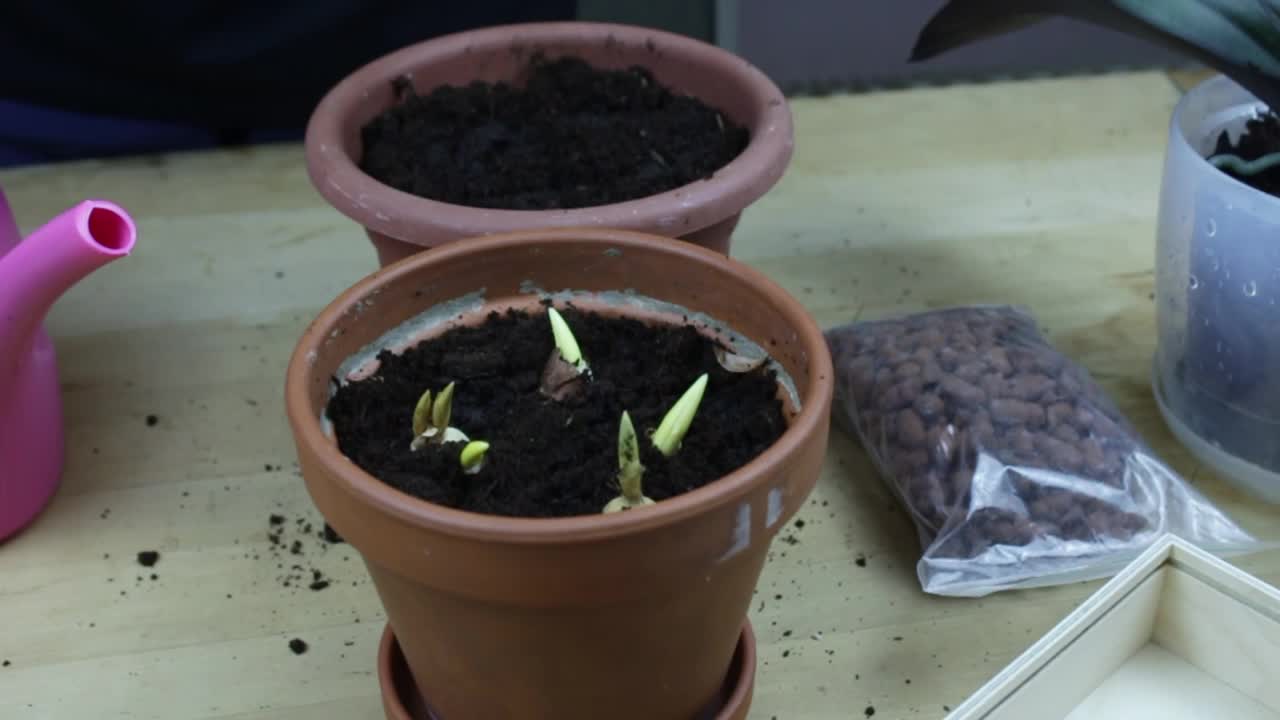 种花。花在花盆里。在花盆里种花视频素材