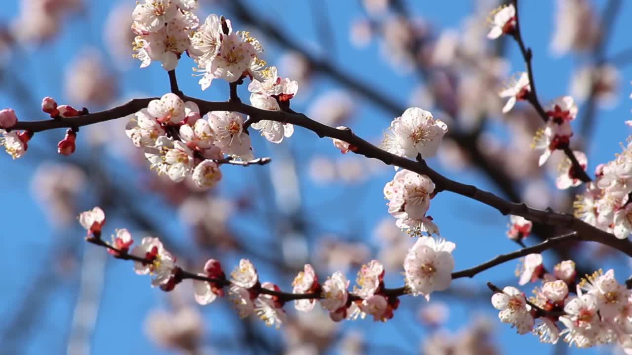 杏白色花。花园里盛开的杏树。大自然。春天。樱花盛开视频素材