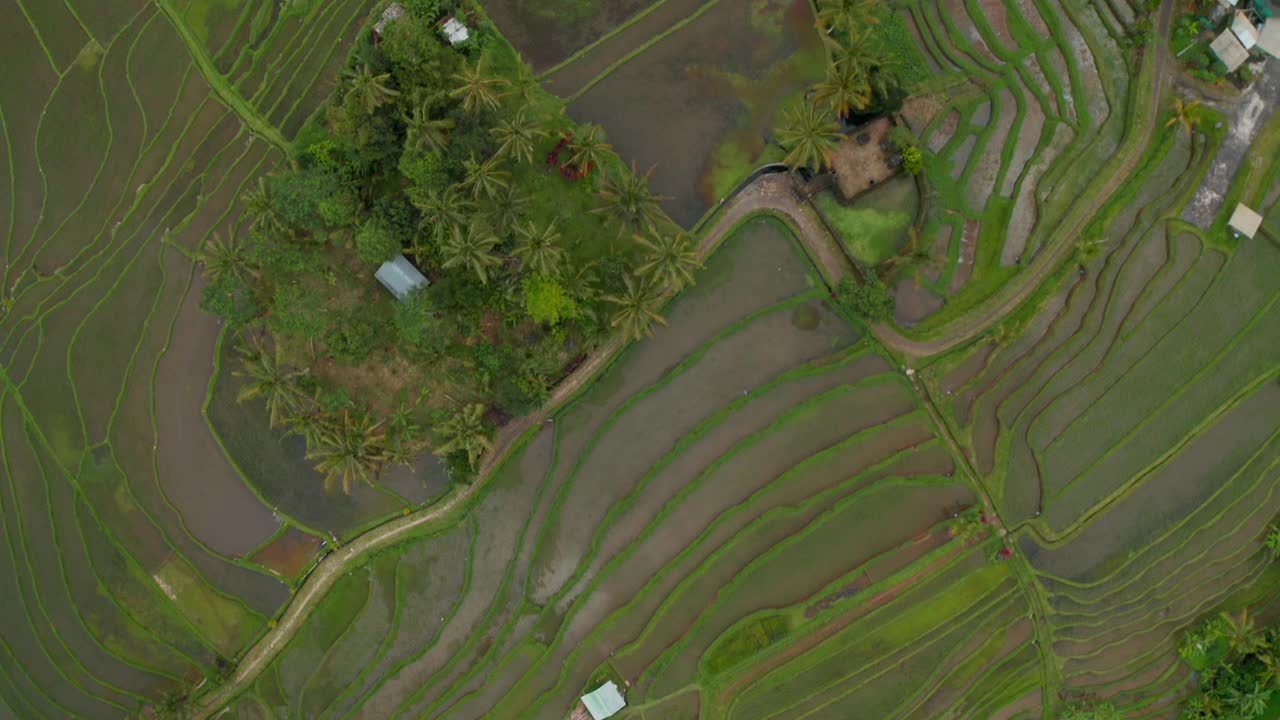 从上往下看亚洲的稻田种植园。从空中俯瞰巴厘岛郁郁葱葱的绿色农田视频素材