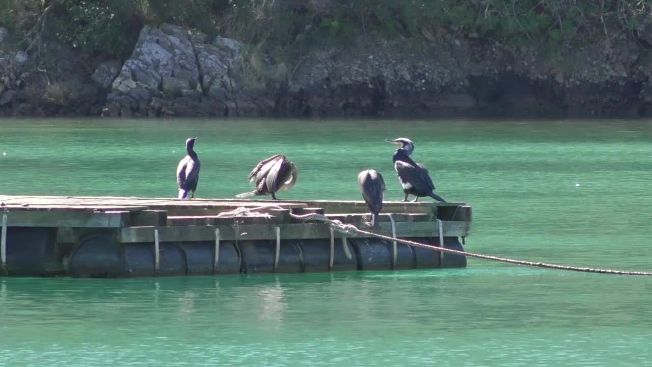 林峡湾，Poreč南部，克罗地亚视频素材