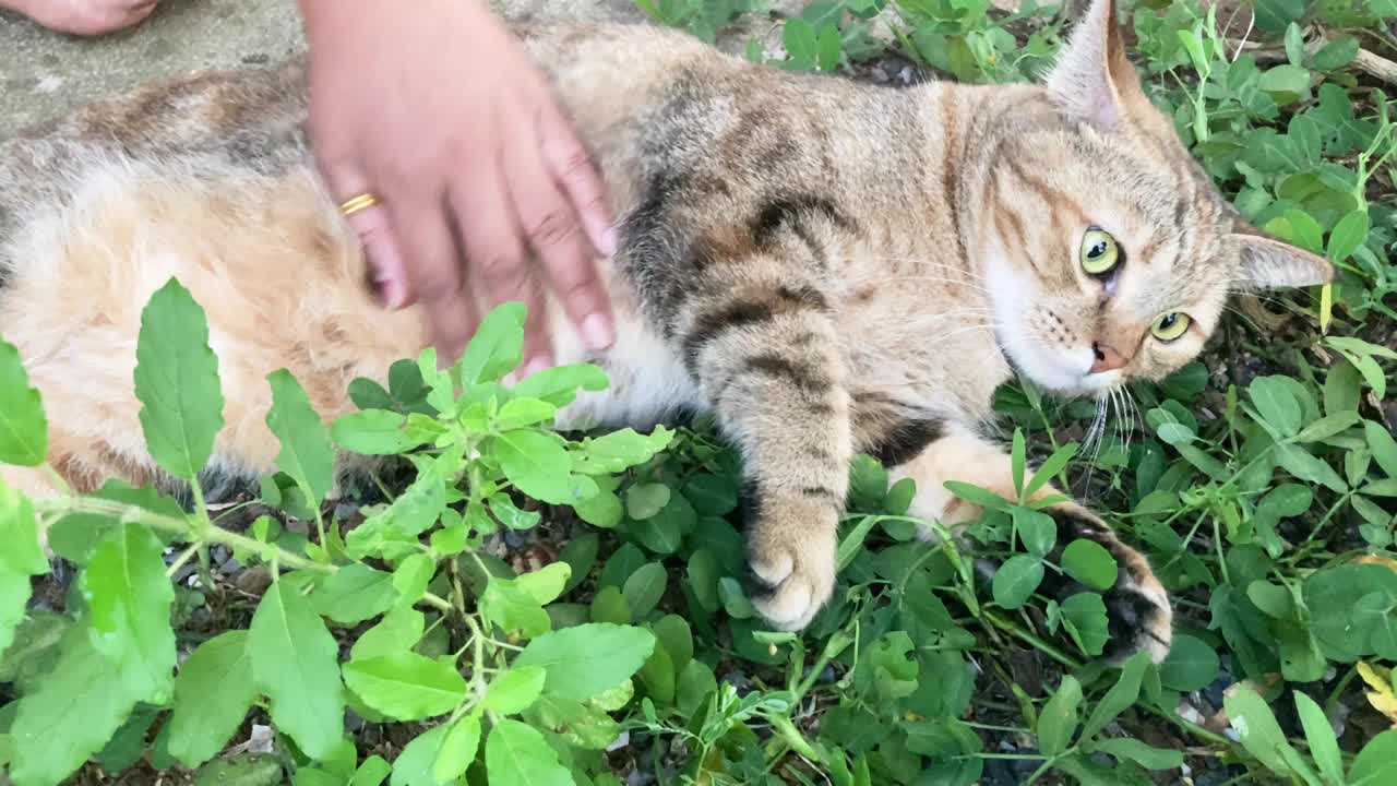 健康的棕色猫放松在一个绿色的草地在白天。快乐的猫与主人的手在身体上抓挠。猫脸上露出了微笑。快乐的动物。关系和友好的小猫。朋友爱宠物视频素材