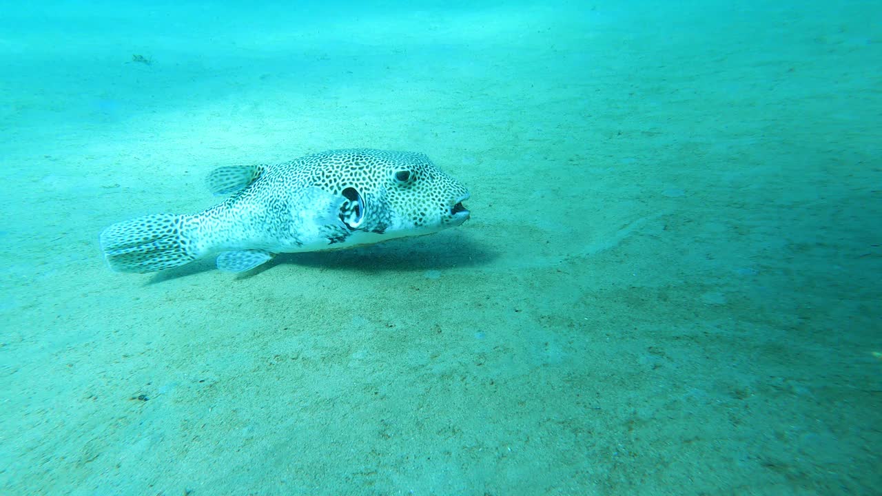 水下海洋生物。美丽的河豚鱼在海里慢慢地游动。白天能见度低的水域。在泰国南部潜水或浮潜。假日季节的热带海上旅游。视频素材