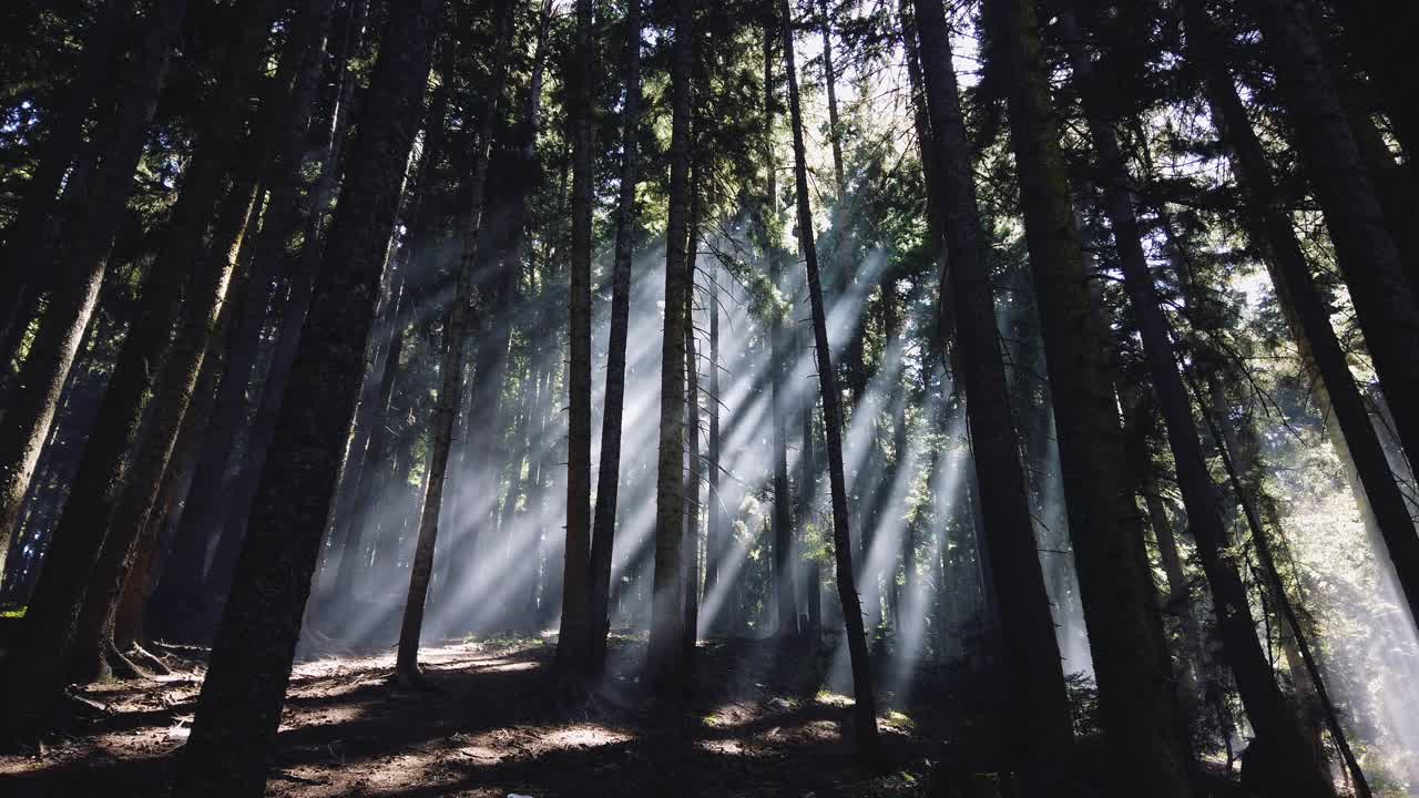 森林里有雾的早晨视频素材