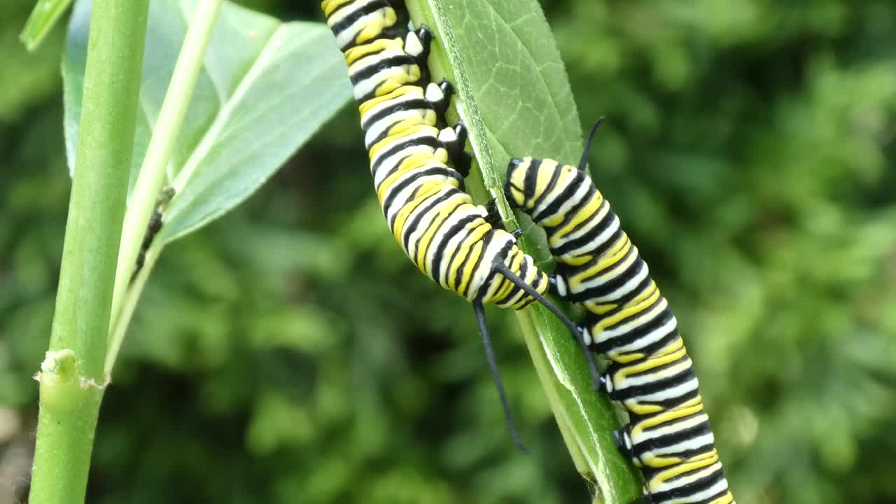 两只帝王蝶毛虫正在吃马利筋的叶子视频素材