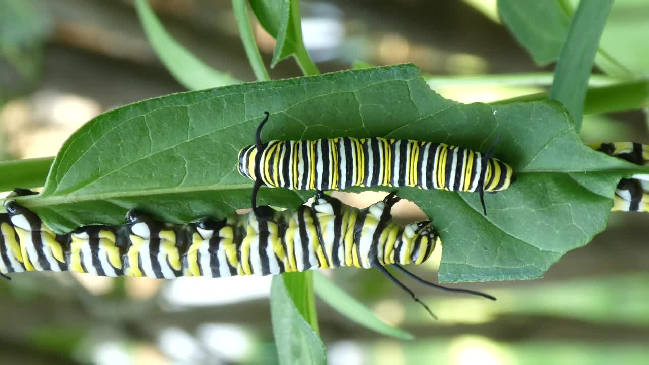 帝王蝶幼虫为争夺马利筋叶子而战视频素材