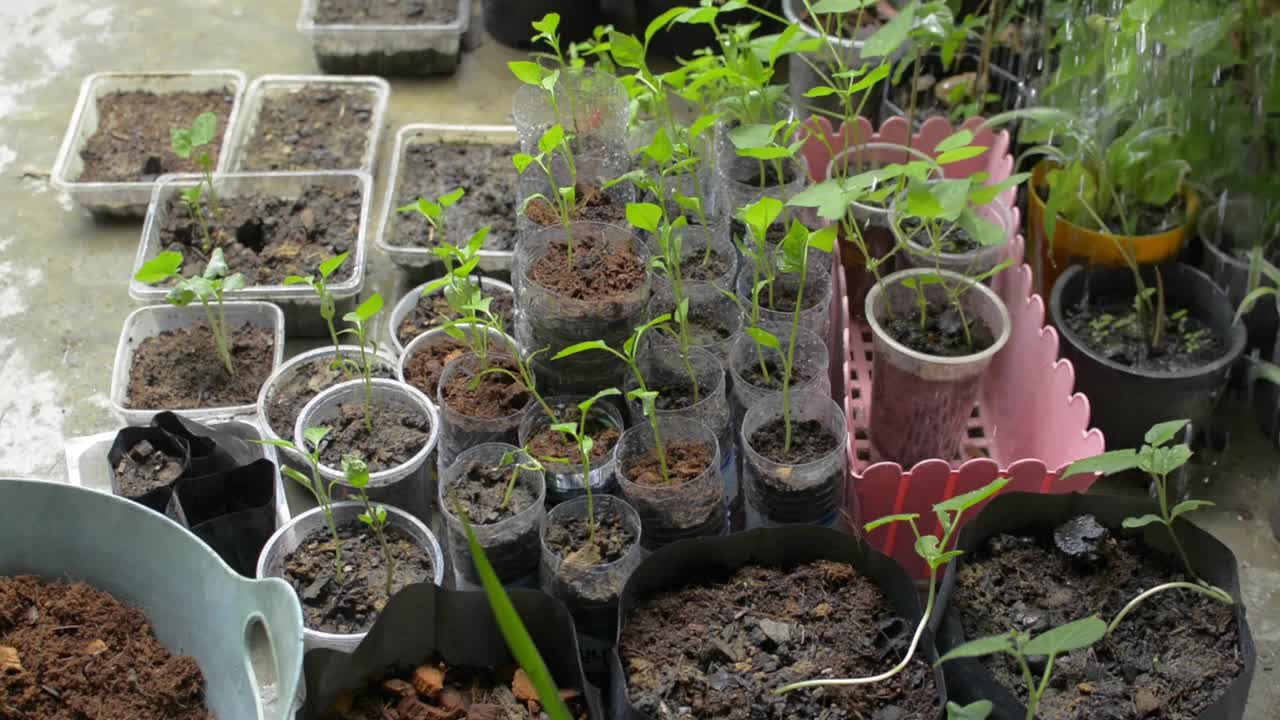 在家中重复使用的塑料容器中浇灌幼苗植物。视频素材