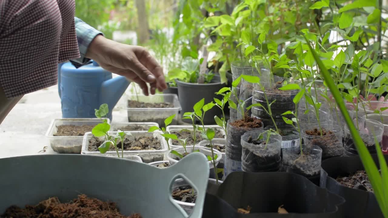 女园丁用手在家中回用的塑料容器中舀有机堆肥种植幼树。视频素材