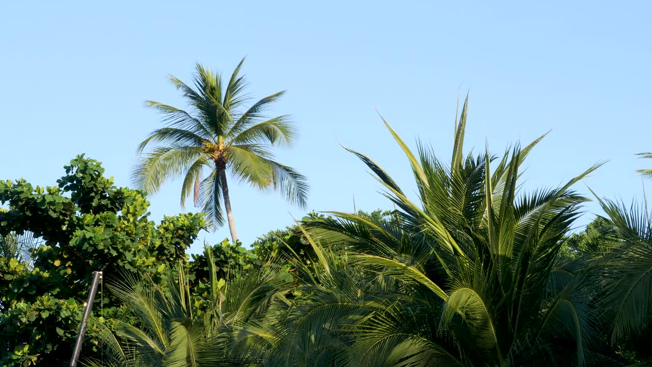 棕榈树和不同类型的树木与绿色的叶子在蓝天清澈没有云的背景视频素材