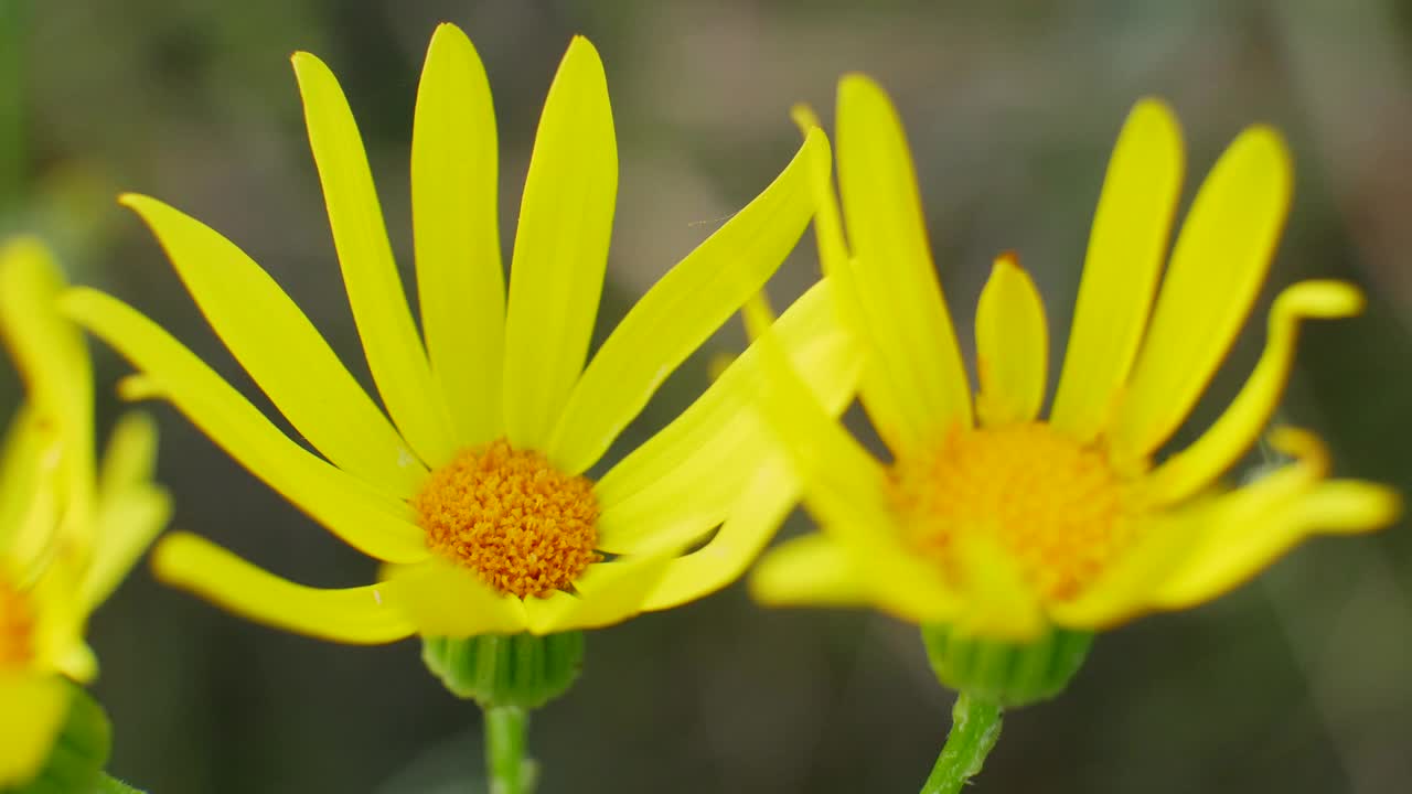 田野里盛开的黄色花朵视频素材