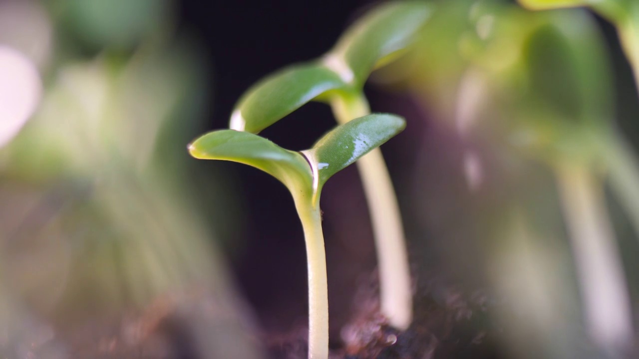 在晨光中生长的植物视频素材