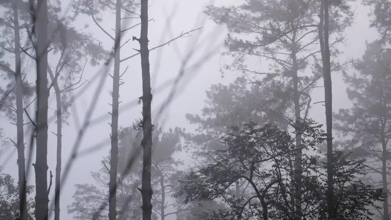 绿叶雨林和松树在雾天视频素材