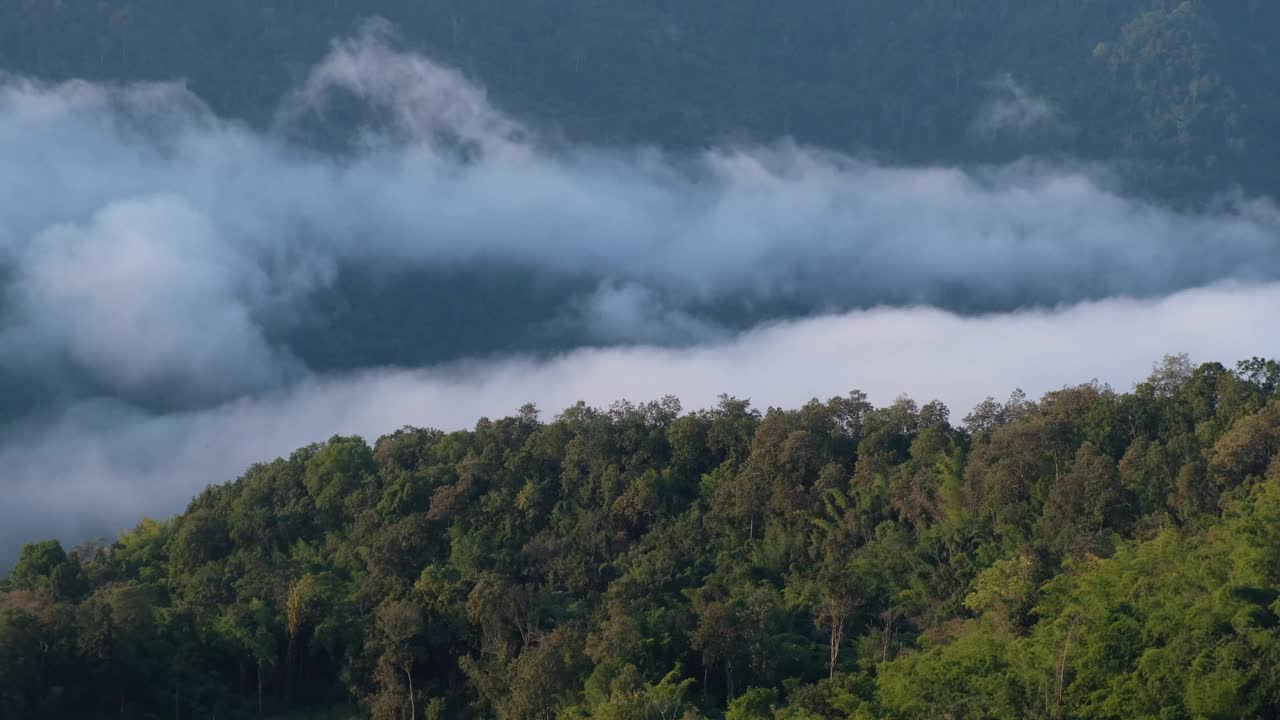 景观绿化，热带雨林和小山与雾海视频素材