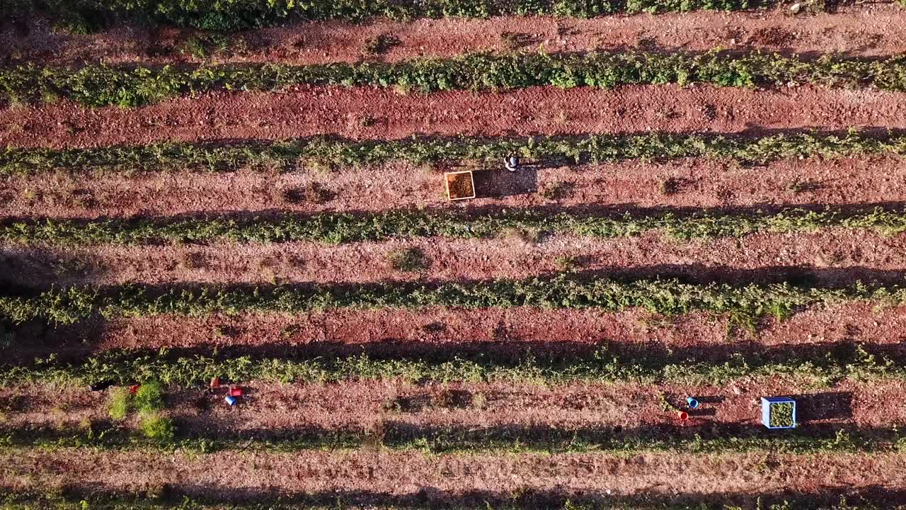 葡萄收获，葡萄园工人收获葡萄，鸟瞰图。视频素材