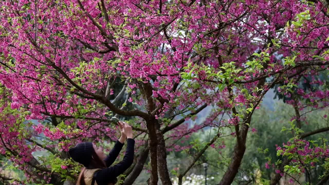 一名美丽的年轻亚洲女子用智能手机在公园里拍下粉红色樱花的慢镜头视频素材