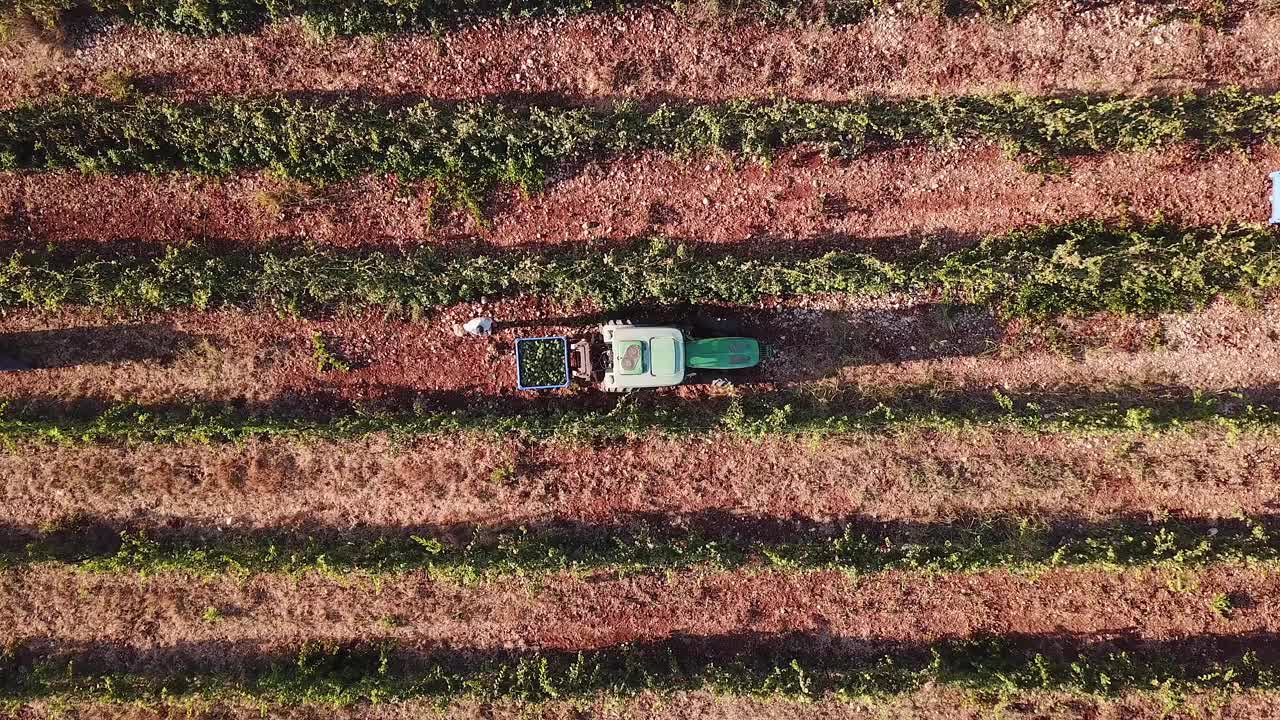 拖拉机在葡萄种植园的行与行之间行驶。视频素材