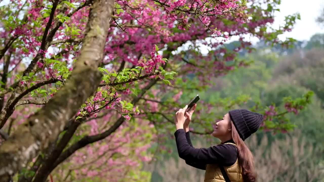 一名美丽的年轻亚洲女子用智能手机在公园里拍下粉红色樱花的慢镜头视频素材