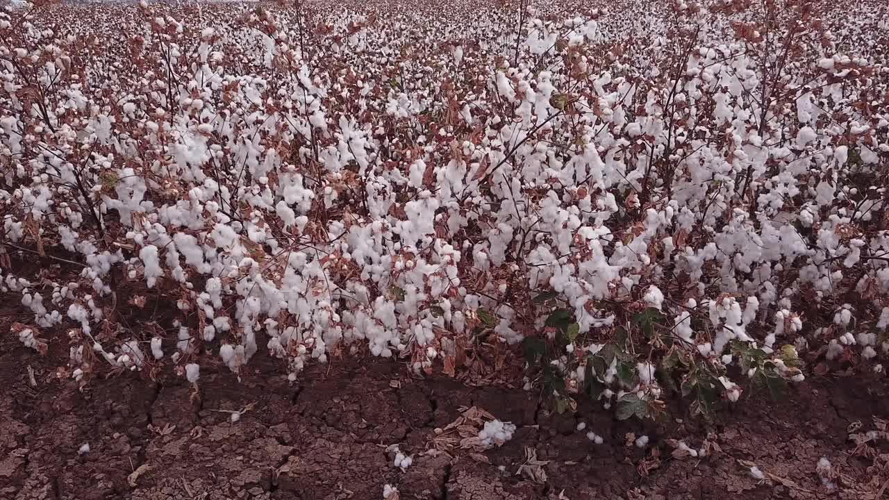 棉花在收获前种植。棉花田低观点。视频素材