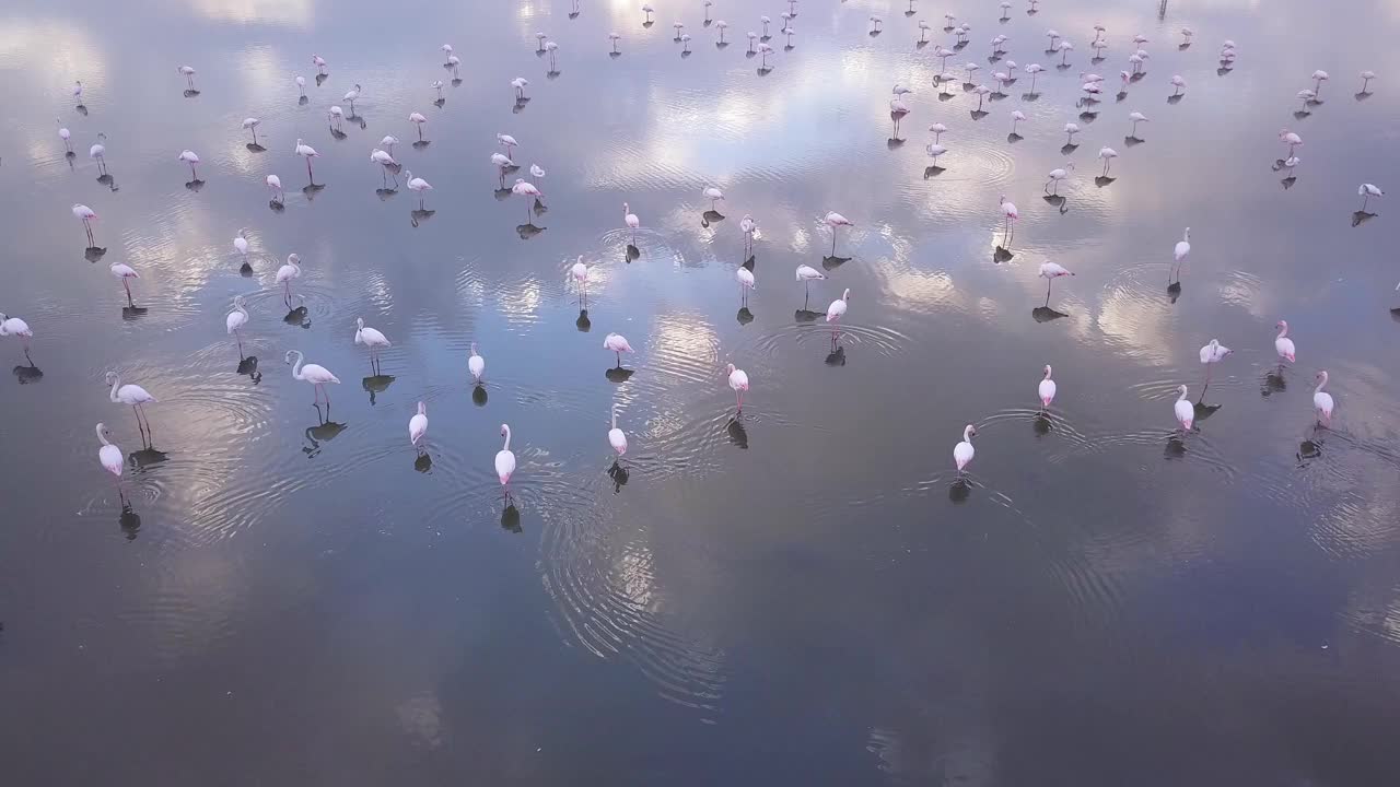 一群粉红色的火烈鸟在池塘和天空的倒影在水面上。视频素材