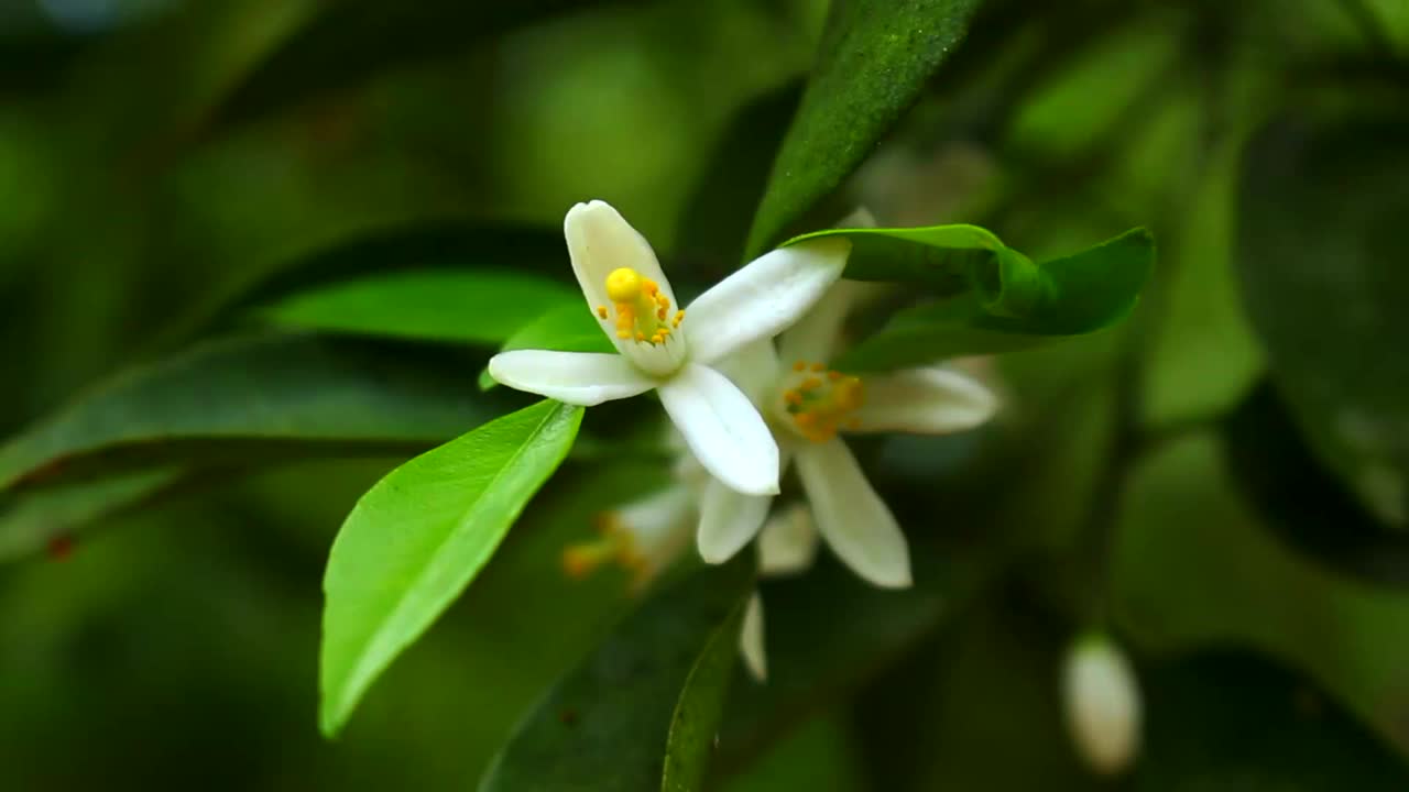 花的柑橘视频素材