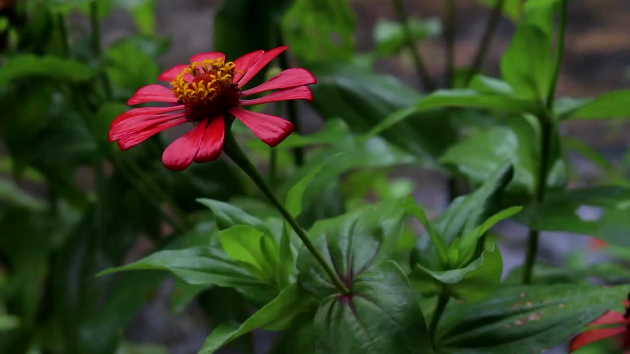 百日草在雨中视频素材