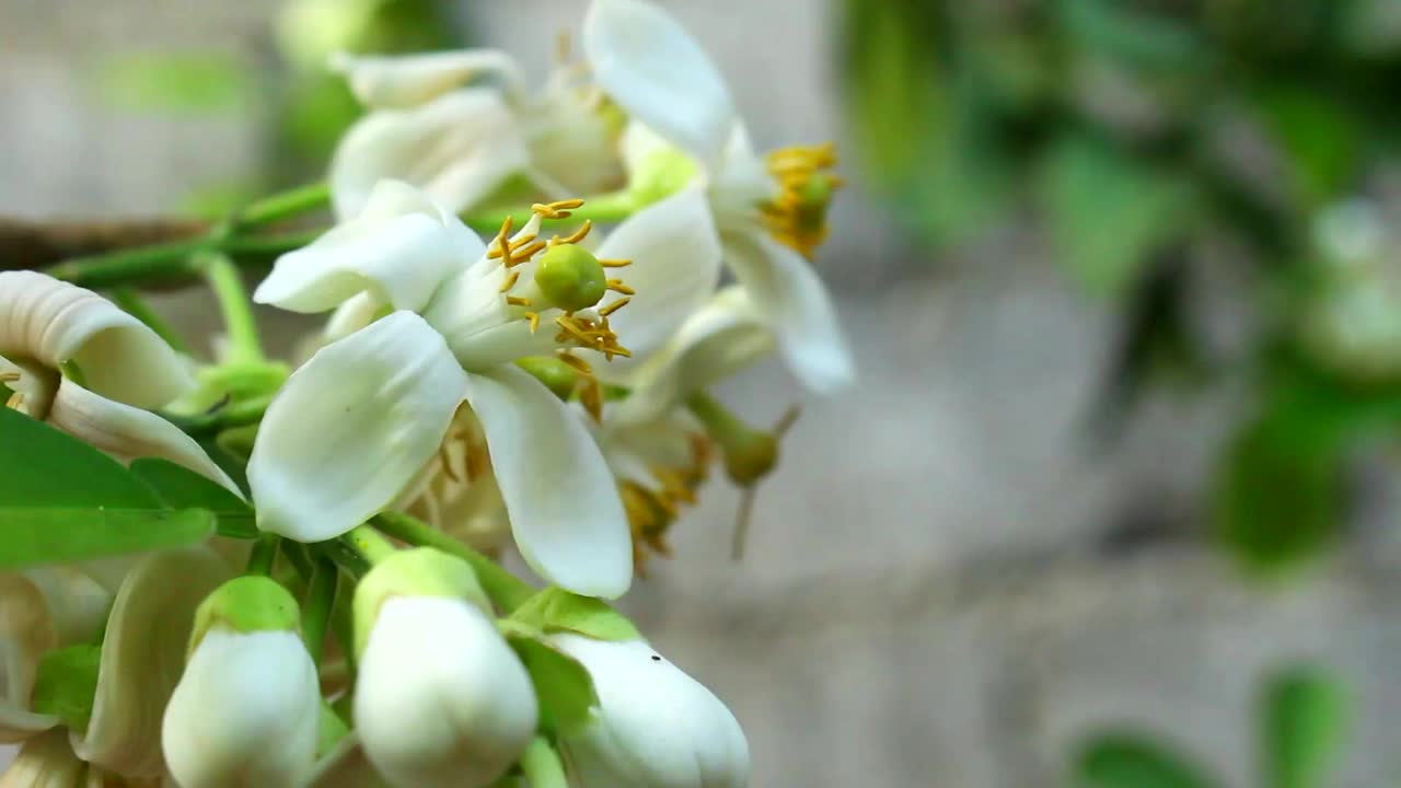 花的柑橘视频素材