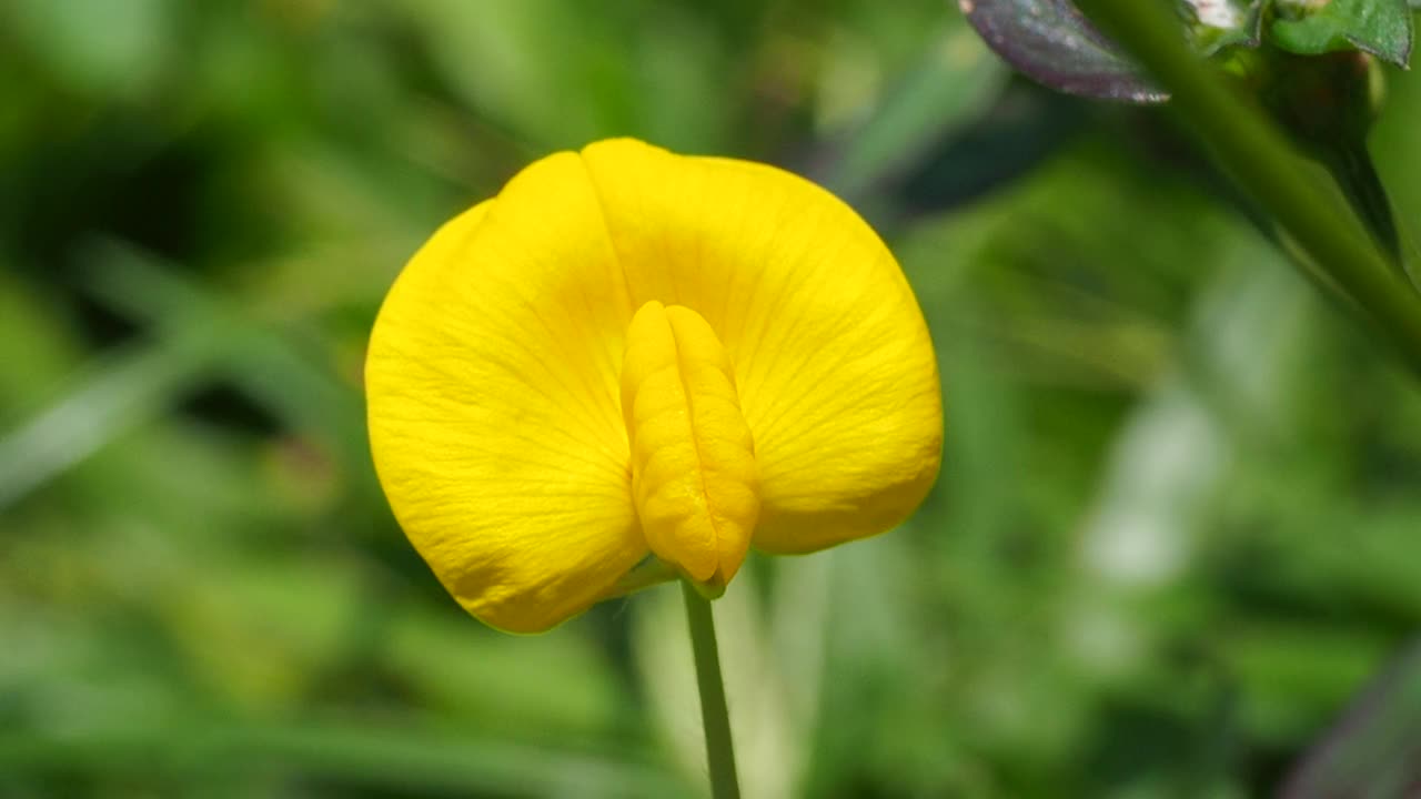 黄色的野花视频素材