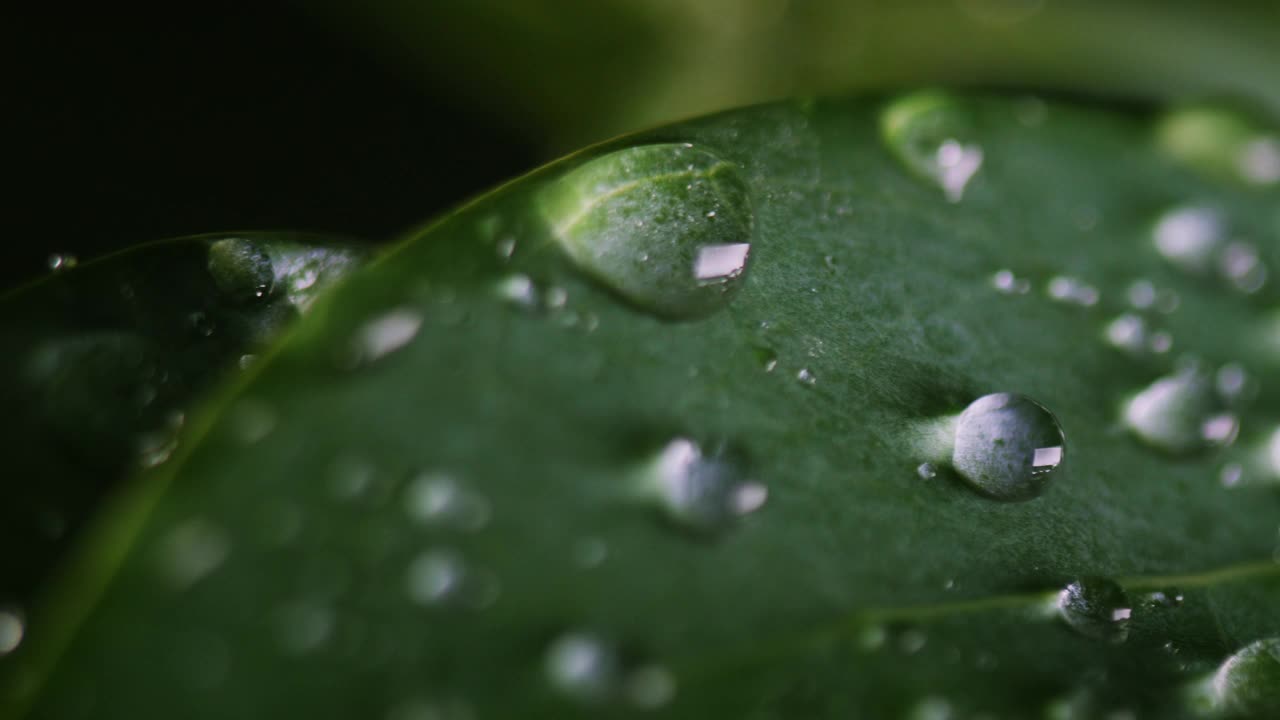 水滴在绿叶上视频素材