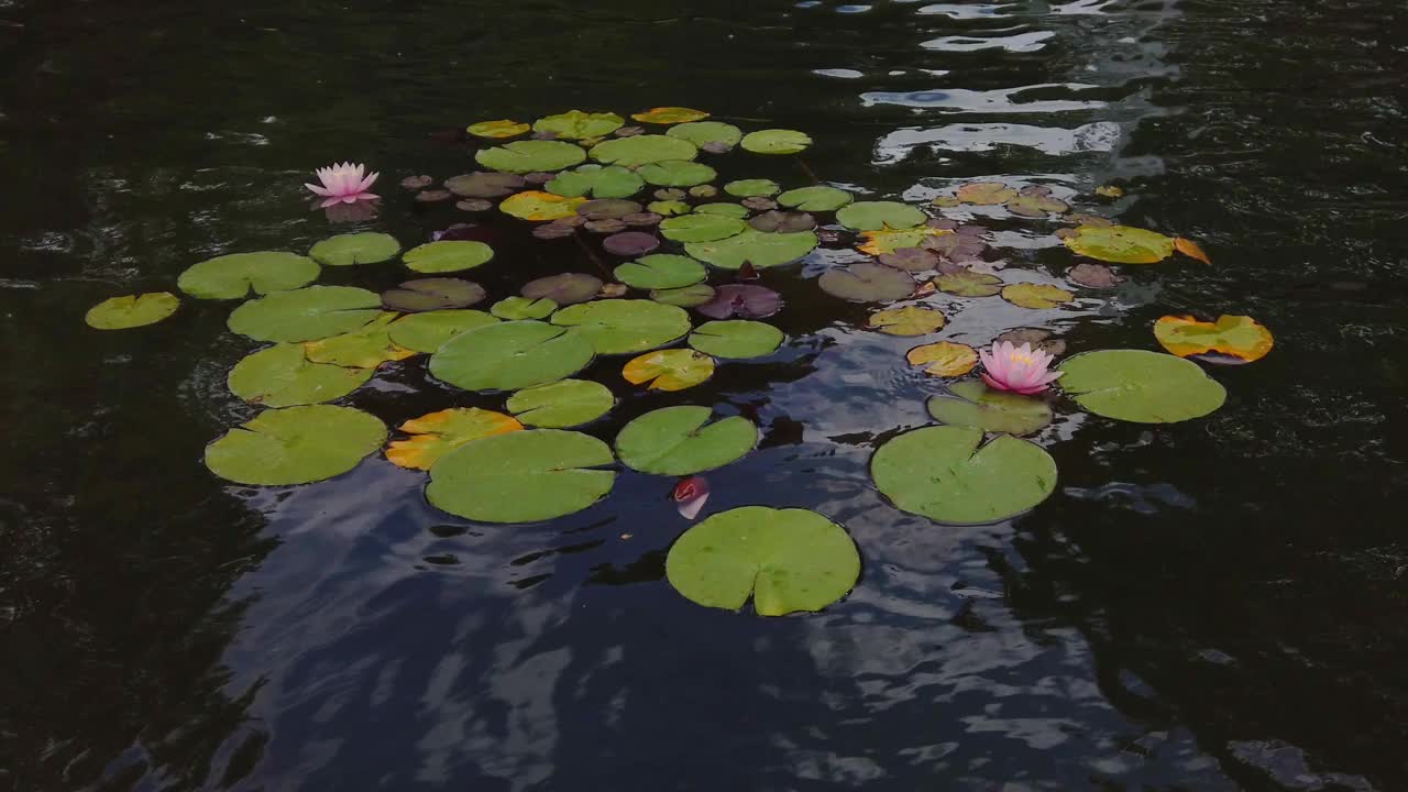 湖中漂浮着睡莲视频素材