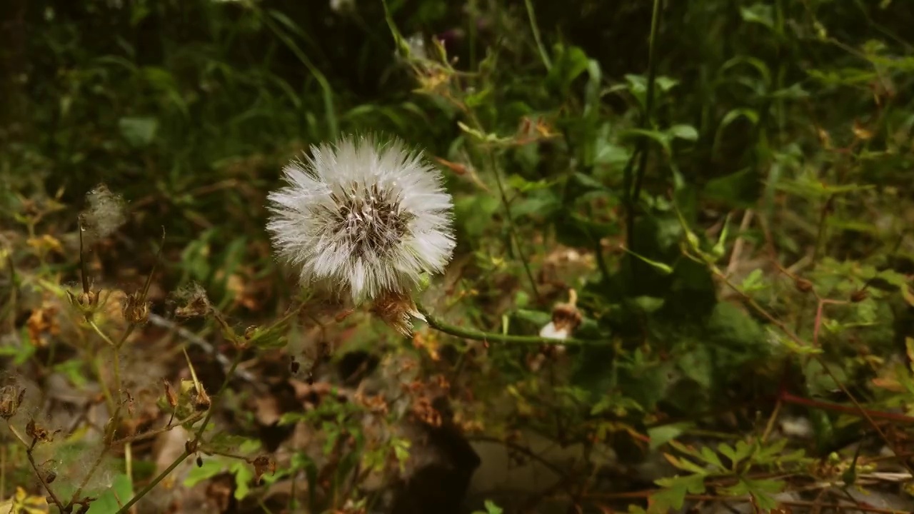 花盛开的蒲公英。特写镜头。蒲公英在田野上以太阳为背景。视频素材