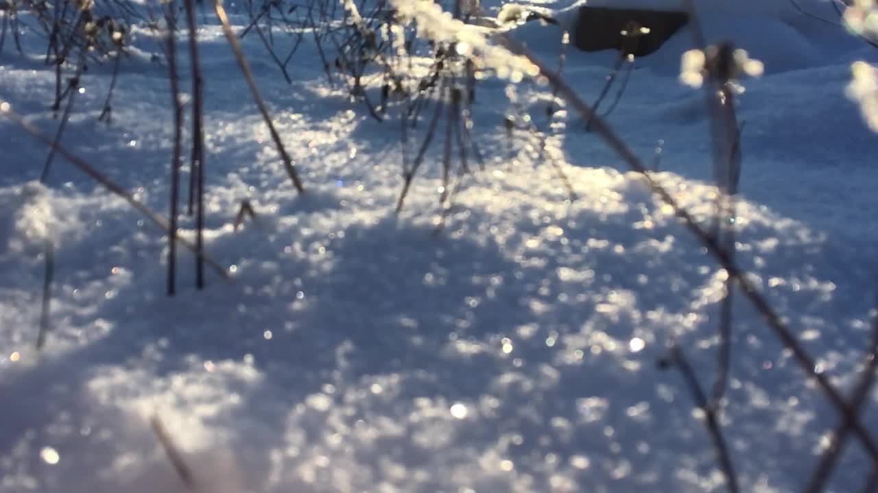 大气的视频。冬季寒冷，天气晴朗。雪做的蓬松的地毯。阳光和闪闪发光的雪花。去年的草干了。视频素材