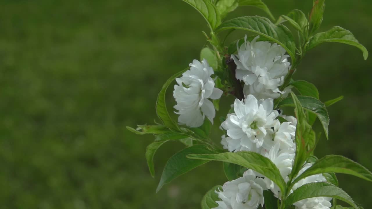 在绿色草坪的背景上的树枝上的杏仁花的特写视频素材