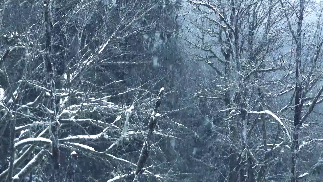 雪林寒冬风景视频素材