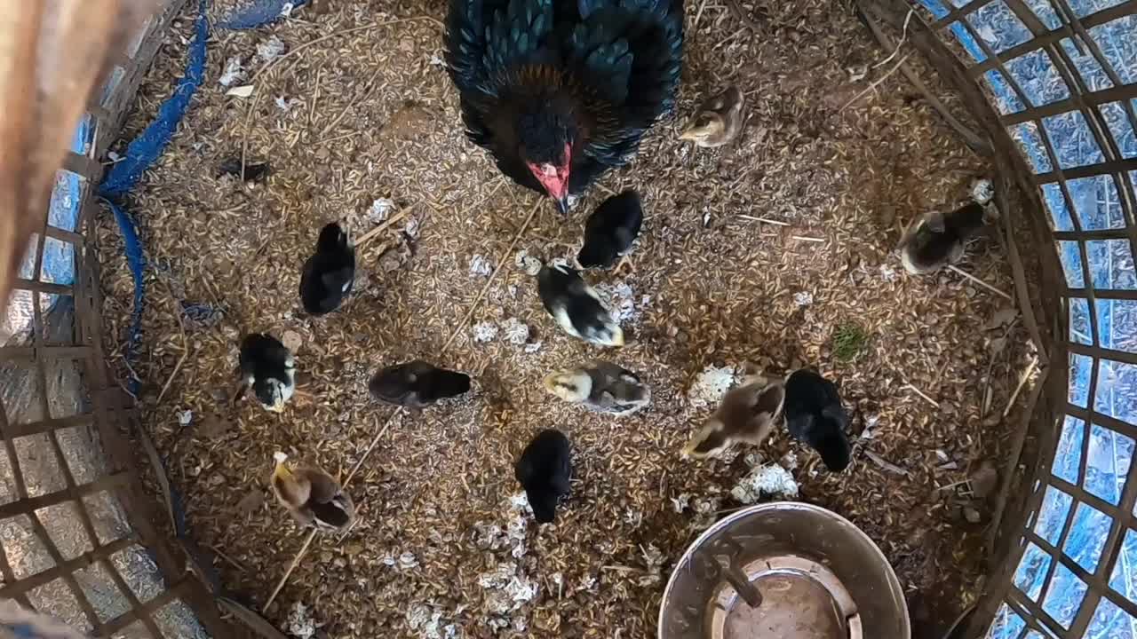 母鸡带着一群小鸡在地上吃米饭视频素材
