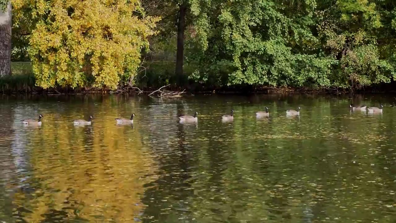 中央公园池塘中的加拿大鹅(Branta Canadensis)。菲尔特,德国视频素材