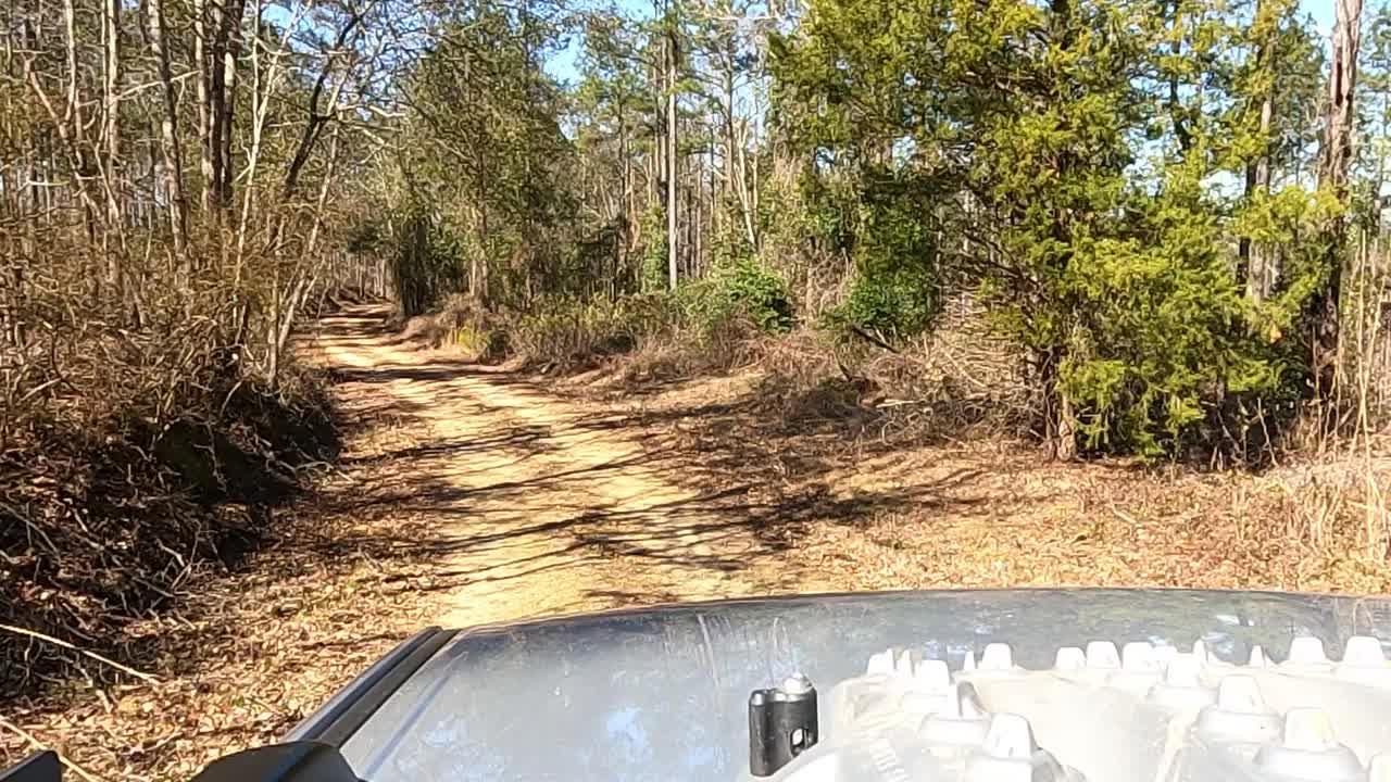 在森林里的土路上开车视频素材