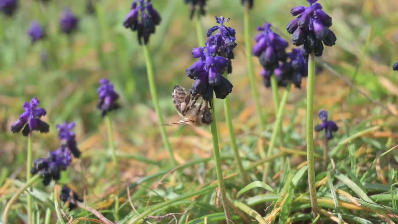 采集风信子花粉的蜜蜂。视频素材