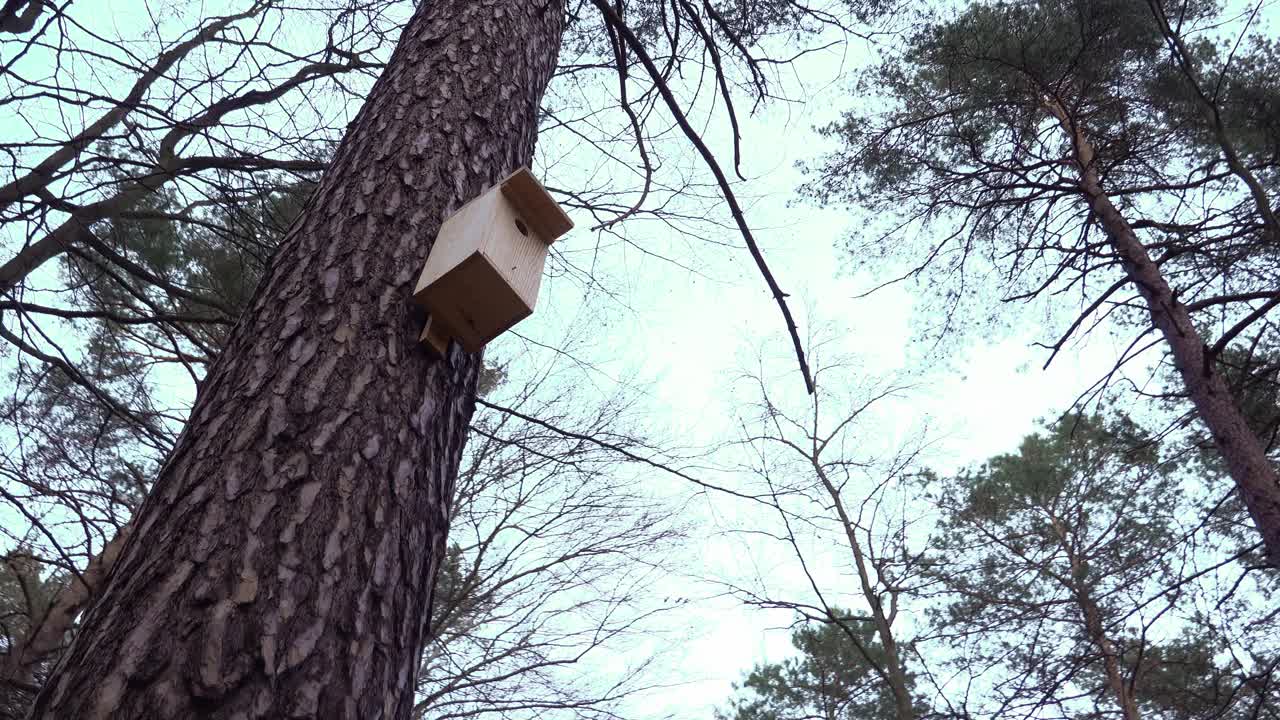 传统的经典木巢箱鸟笼悬挂在森林的一棵树上，防止鸟类濒危物种灭绝视频素材