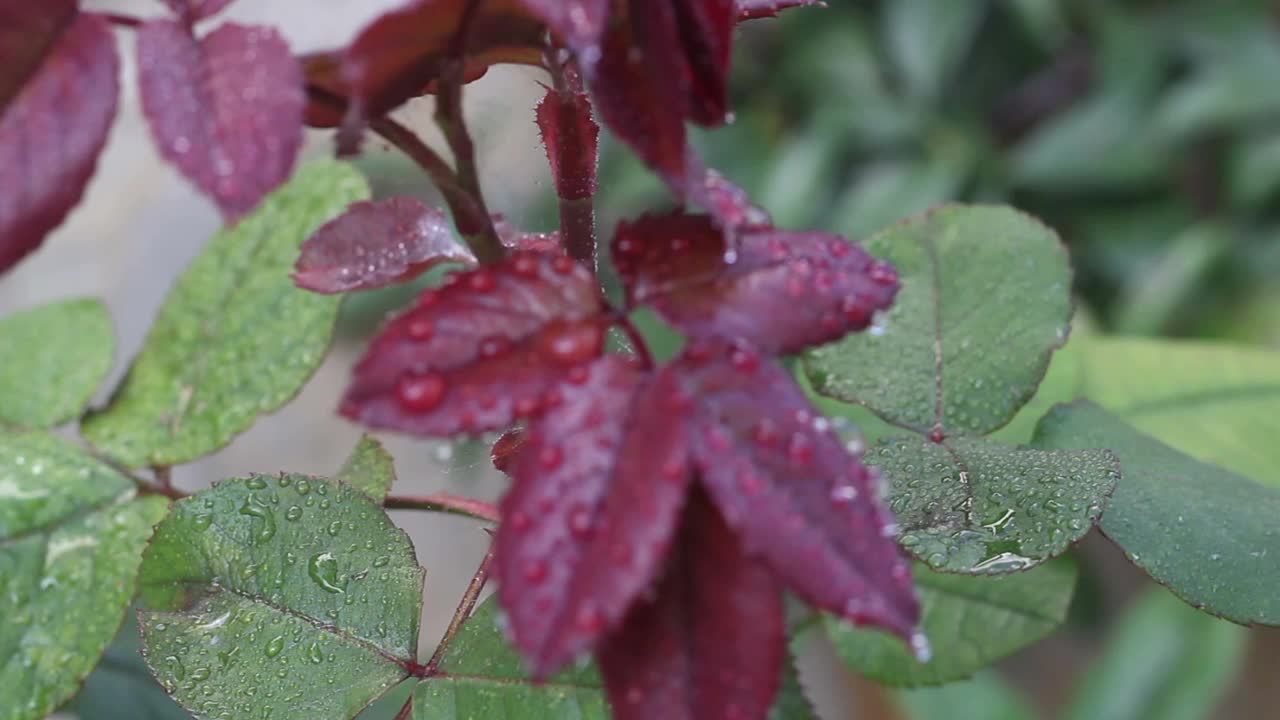 雨滴落在粉红色的花朵上。散焦叶。视频素材