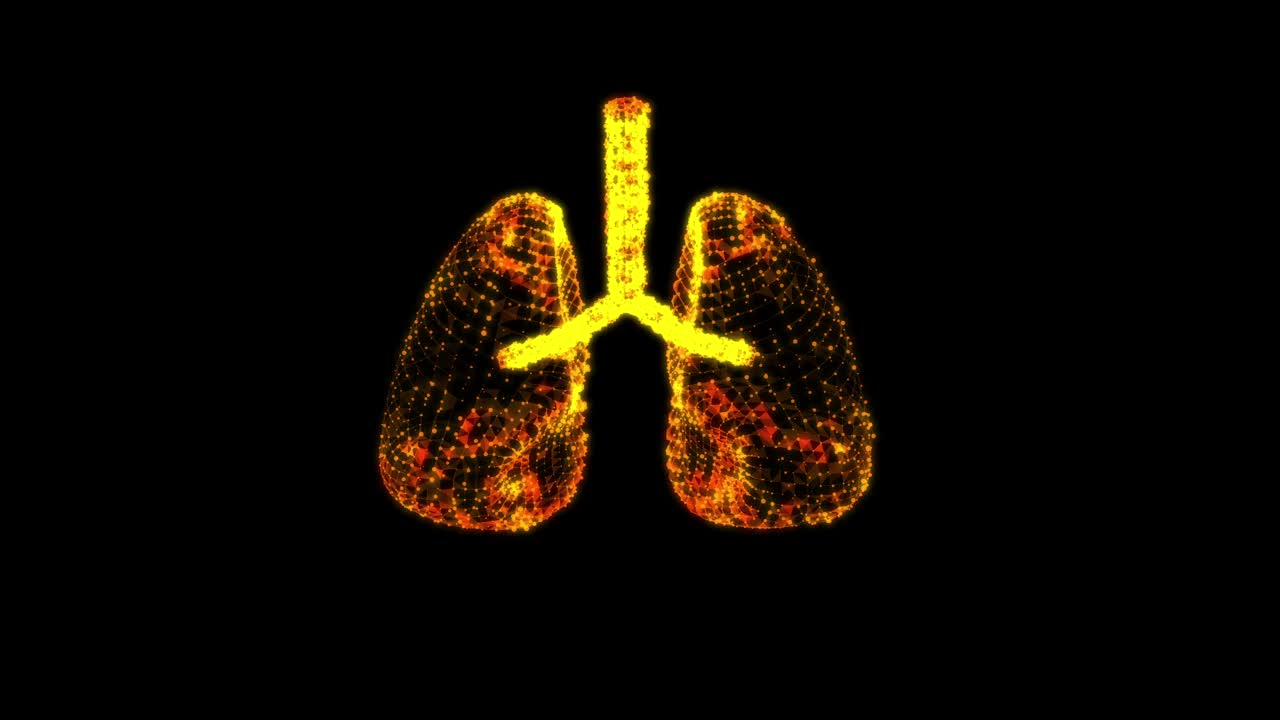 人肺有气管、支气管等内脏器官。肺医学科学技术概念。线框低多边形网格视频素材